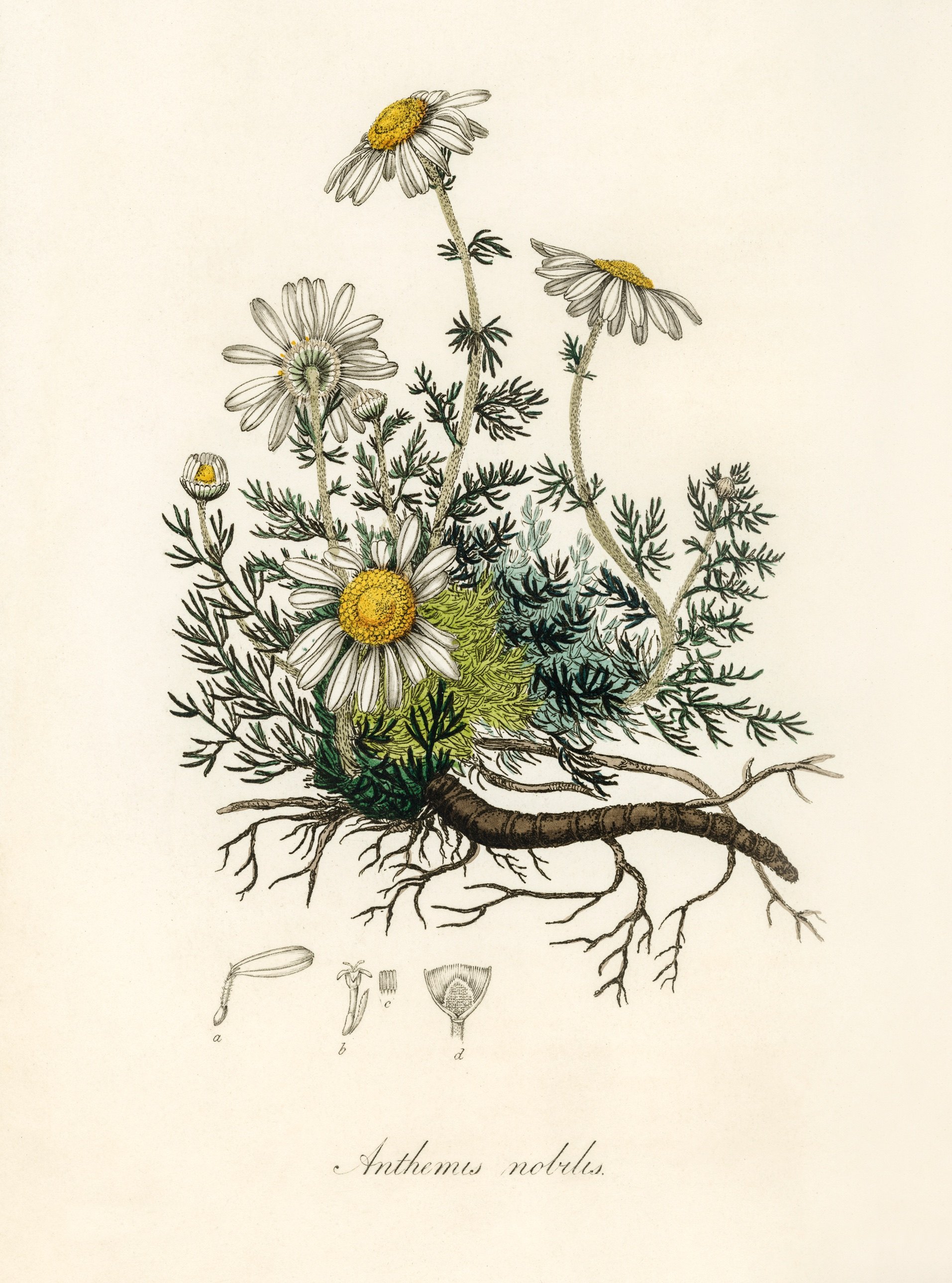 Planche botanique ancienne de la camomille romaine (Anthemis nobilis), gravure de W. Clark